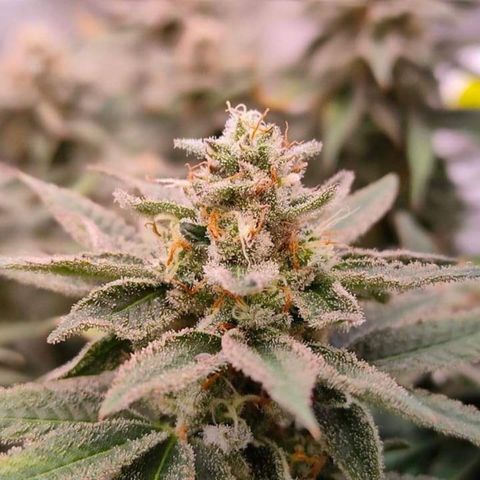 Mimosa Evo growlog timeline photo