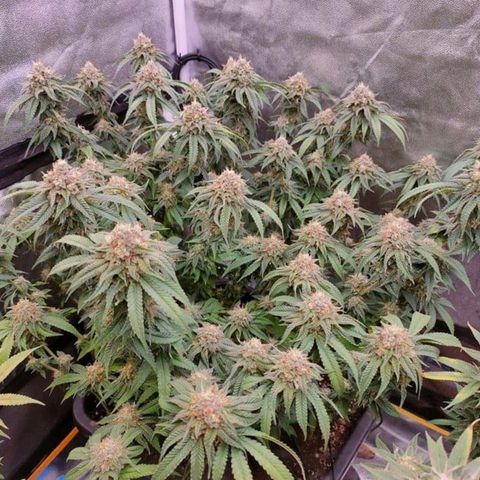 Mimosa Evo growlog timeline photo