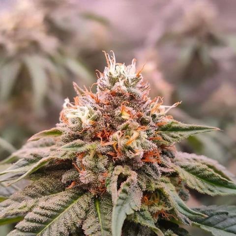 Mimosa Evo growlog timeline photo