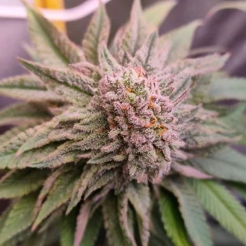 Mimosa Evo growlog timeline photo