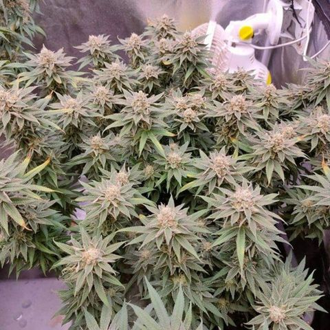 Mimosa Evo growlog timeline photo