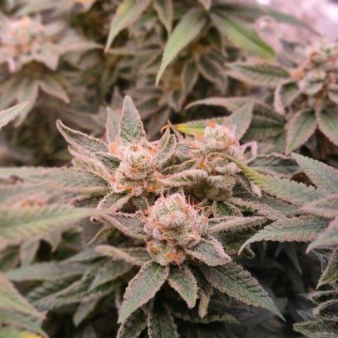 Mimosa Evo growlog timeline photo
