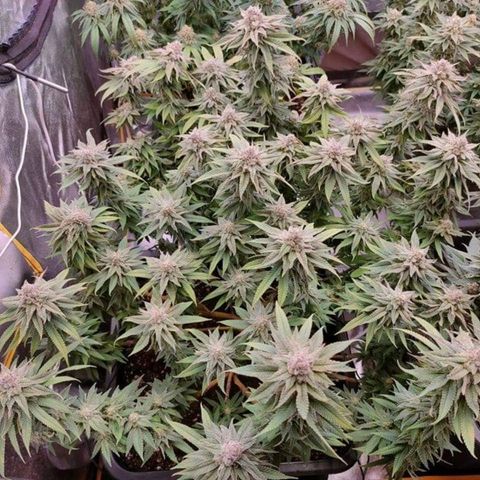 Mimosa Evo growlog timeline photo