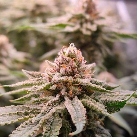 Mimosa Evo growlog timeline photo