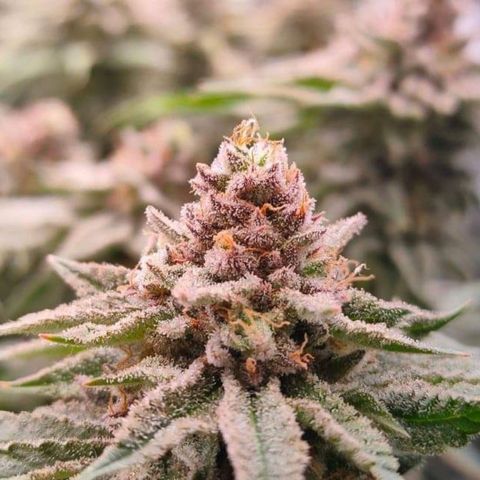 Mimosa Evo growlog timeline photo