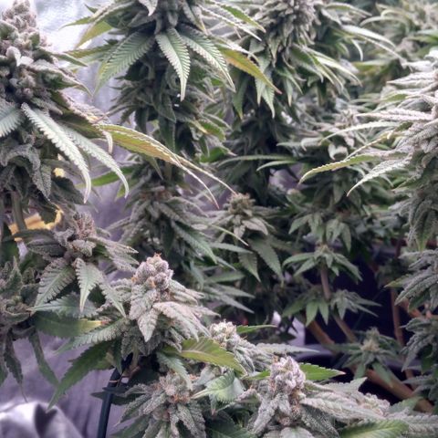 Mimosa Evo growlog timeline photo