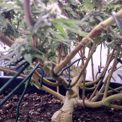 Mimosa Evo growlog timeline photo