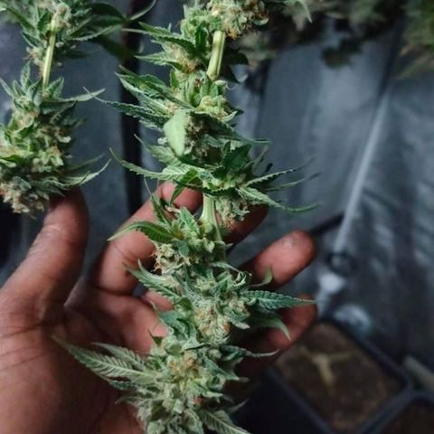Mimosa Evo growlog timeline photo