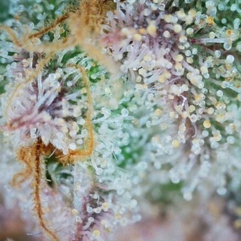 Mimosa Evo growlog timeline photo