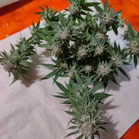 Mimosa Evo growlog timeline photo