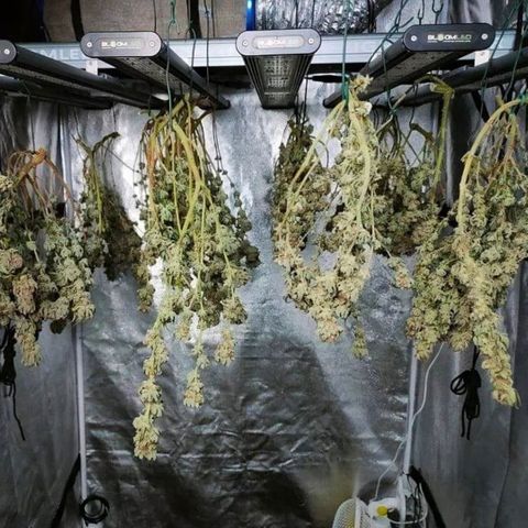Mimosa Evo growlog timeline photo