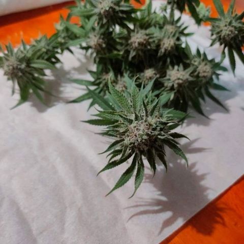 Mimosa Evo growlog timeline photo