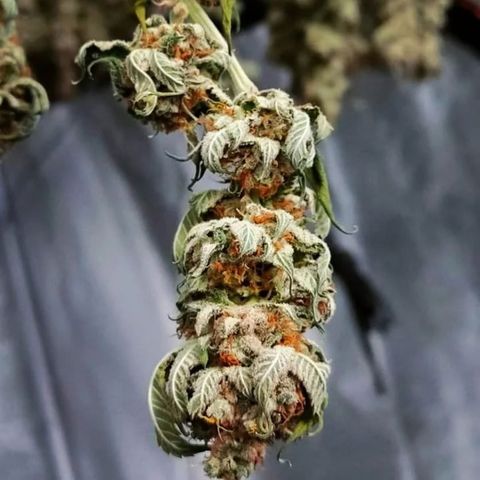 Mimosa Evo growlog timeline photo