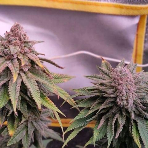 Mimosa Evo growlog timeline photo
