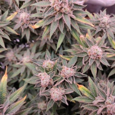 Mimosa Evo growlog timeline photo