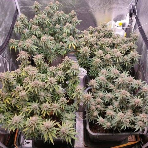 Mimosa Evo growlog timeline photo