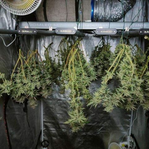 Mimosa Evo growlog timeline photo