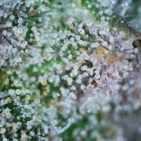 Mimosa Evo growlog timeline photo