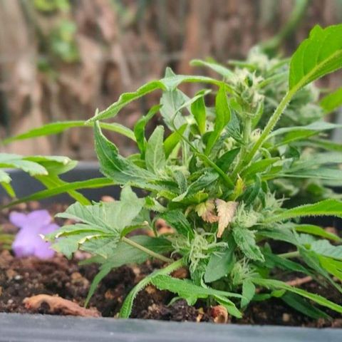 Mimosa Evo growlog timeline photo