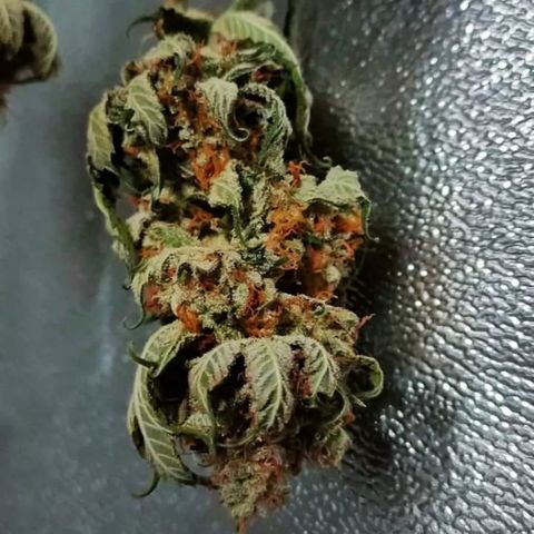 Mimosa Evo growlog timeline photo