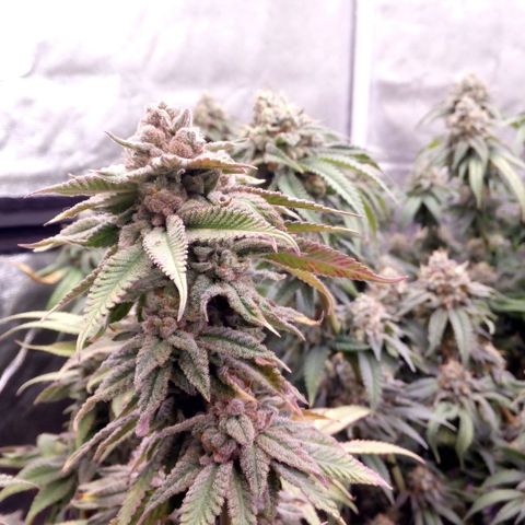 Mimosa Evo growlog timeline photo