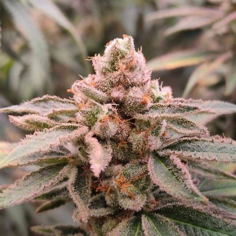 Mimosa Evo growlog timeline photo