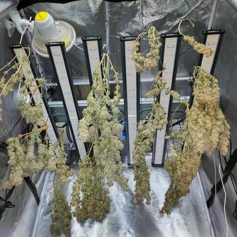 Mimosa Evo growlog timeline photo