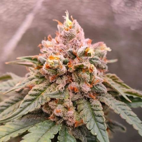 Mimosa Evo growlog timeline photo