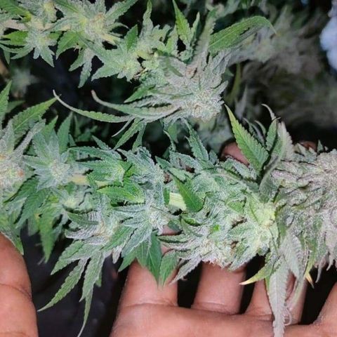 Mimosa Evo growlog timeline photo