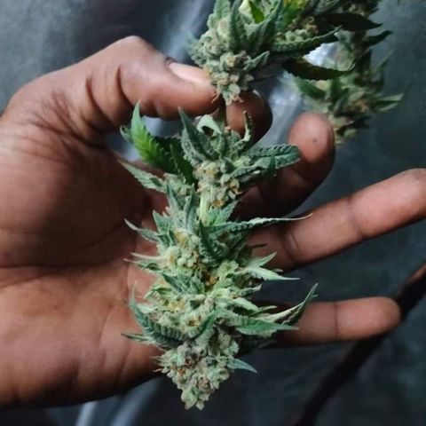 Mimosa Evo growlog timeline photo