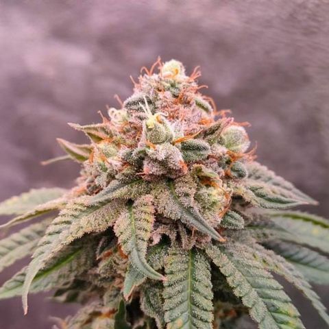 Mimosa Evo growlog timeline photo