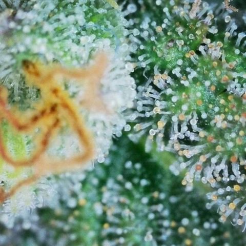 Mimosa Evo growlog timeline photo