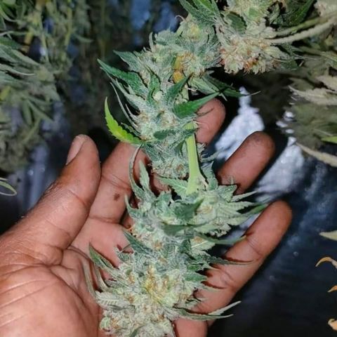 Mimosa Evo growlog timeline photo