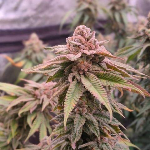Mimosa Evo growlog timeline photo