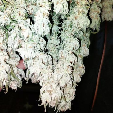 Mimosa Evo growlog timeline photo