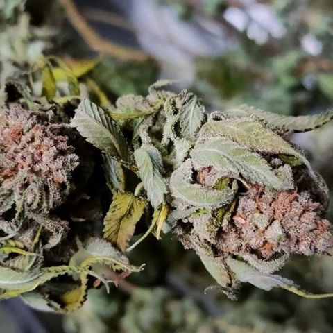 Mimosa Evo growlog timeline photo