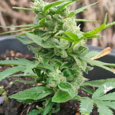 Mimosa Evo growlog timeline photo