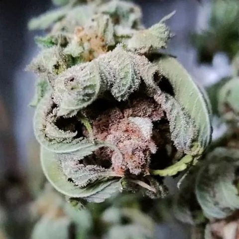 Mimosa Evo growlog timeline photo