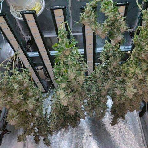 Mimosa Evo growlog timeline photo