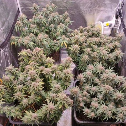 Mimosa Evo growlog timeline photo