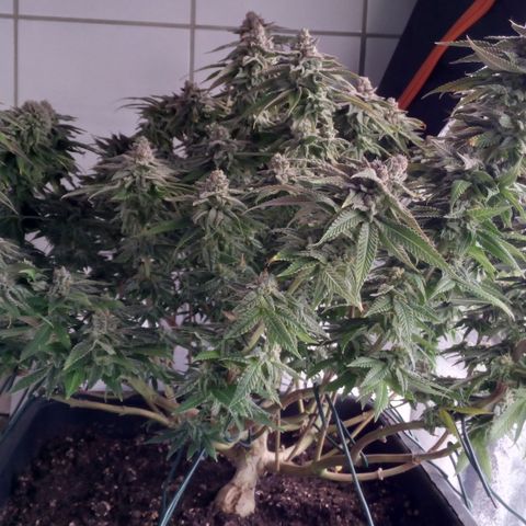 Mimosa Evo growlog timeline photo