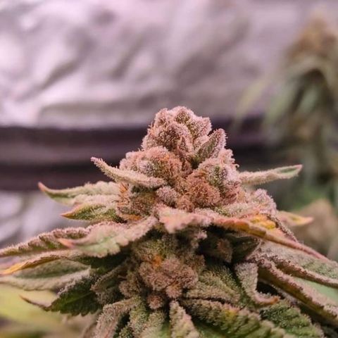 Mimosa Evo growlog timeline photo