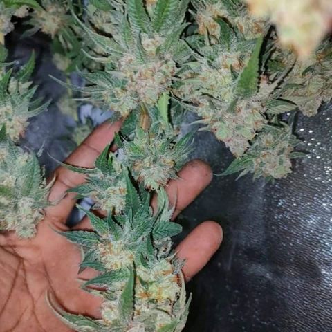Mimosa Evo growlog timeline photo