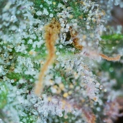 Mimosa Evo growlog timeline photo