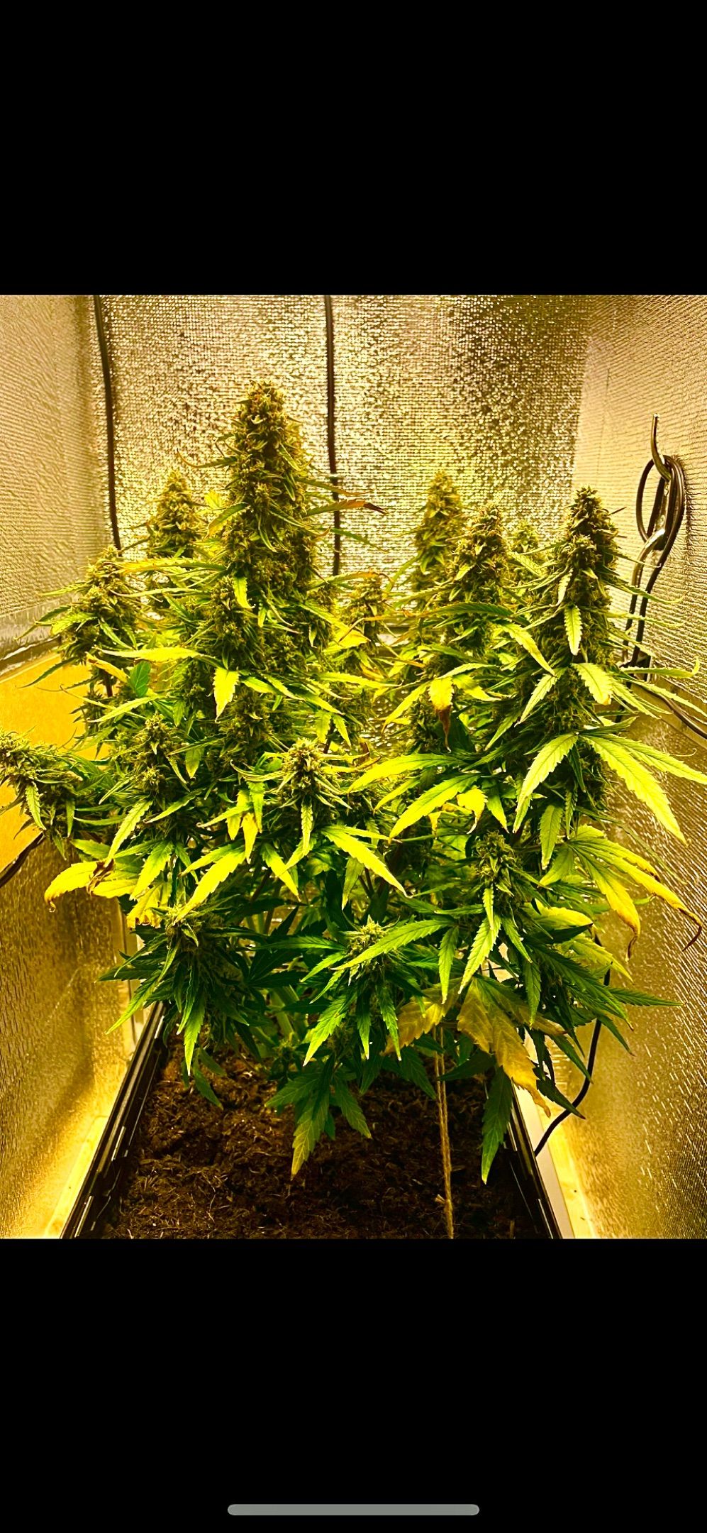 Orion F1 Auto #1 growlog header
