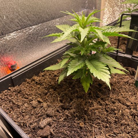 Orion F1 Auto #2 growlog timeline photo