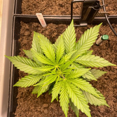 Orion F1 Auto #2 growlog timeline photo