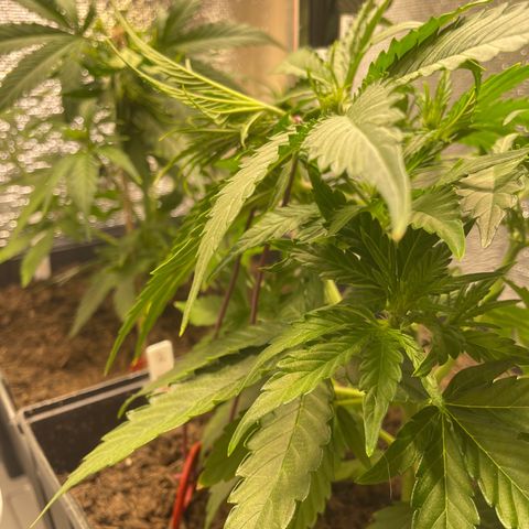 Orion F1 Auto #2 growlog photo: Main top LST anchored with wire 