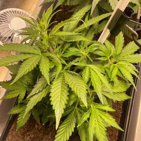Orion F1 Auto #2 growlog photo: In flowering