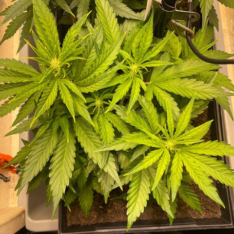 Orion F1 Auto #2 growlog timeline photo